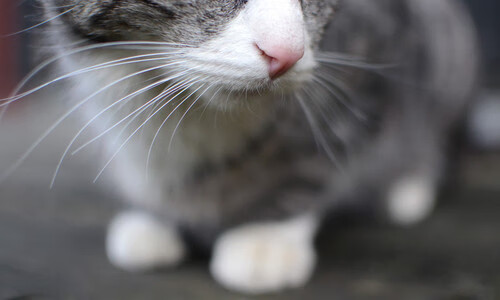 五大联赛青年才俊是否正在改变比赛节奏,五大联赛青训中国小将